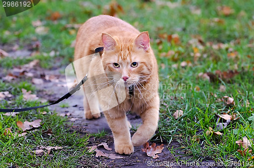 Image of Red cat walks in the autumn grass on a leash
