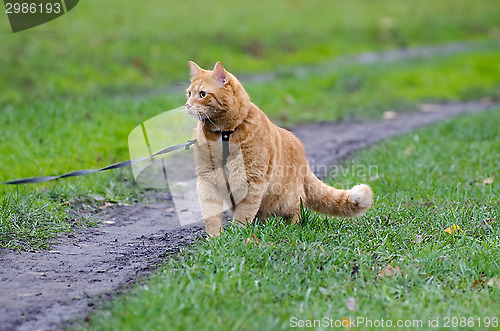 Image of Red cat walking on a leash along the footpath on the background 