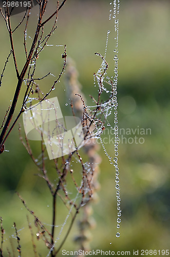 Image of The thread of a web drops