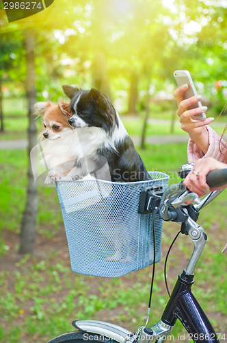 Image of bicycle walking with dogs