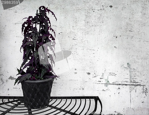 Image of Dark plant on concrete wall background