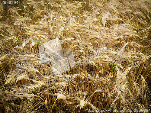 Image of Retro look Barleycorn field