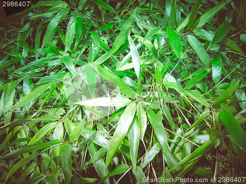 Image of Retro look Bamboo