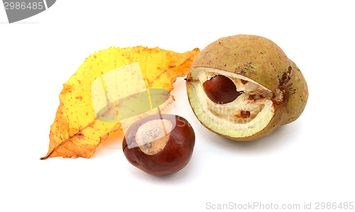 Image of Yellow fall leaf from a red horse chestnut with conkers
