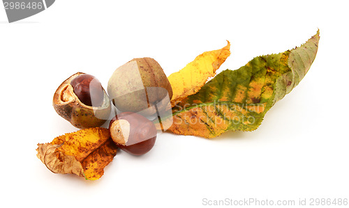 Image of Autumn leaves with conkers and seed cases