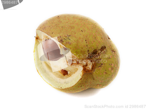 Image of Smooth red horse chestnut seed case breaking open