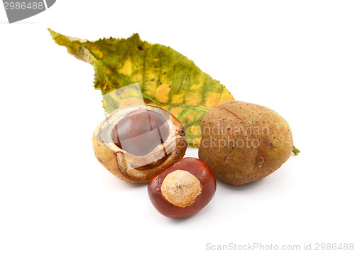 Image of Conkers and smooth seed cases with red horse chestnut leaf