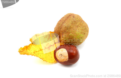 Image of Yellow autumn leaf from a red horse chestnut with conkers