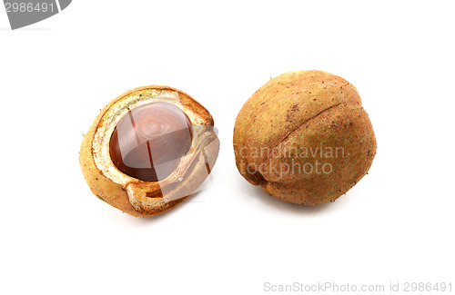 Image of Open and closed seed cases of the red horse chestnut