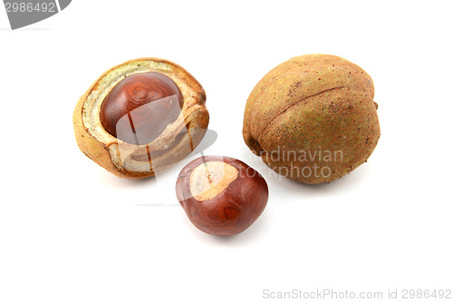 Image of Ripe conkers in open and unopened smooth capsules