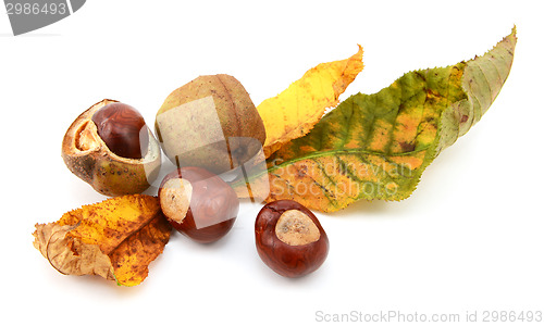 Image of Fall foliage from a red horse chestnut with conkers 