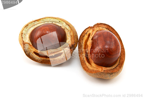 Image of Shiny brown conkers in smooth cases 