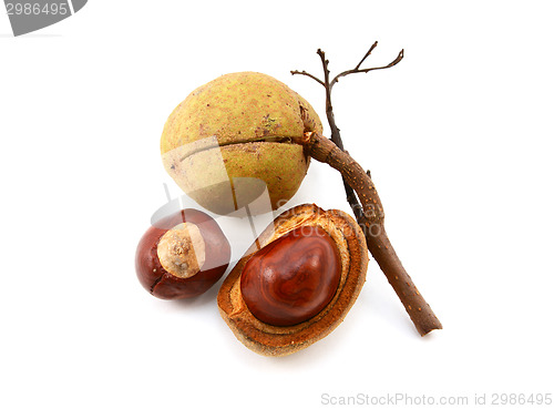 Image of Seed cases and conkers from a red horse chestnut tree