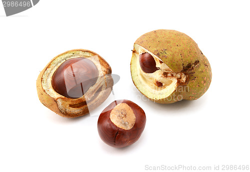 Image of Conkers and open seed cases from a red horse chestnut