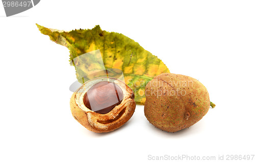 Image of Red horse chestnut tree leaf and conker cases and seed