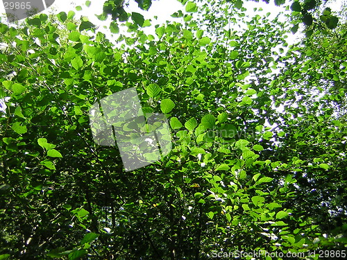 Image of sunny leaves