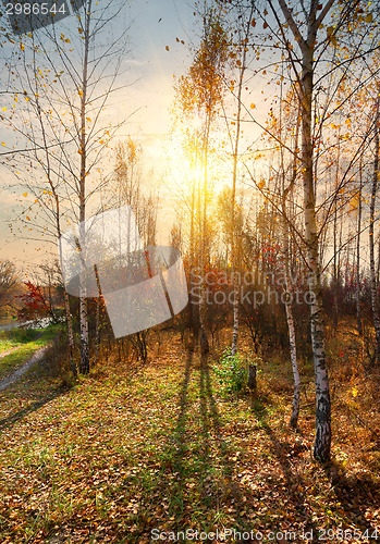 Image of Birches and autumn