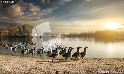 Image of Flock of geese