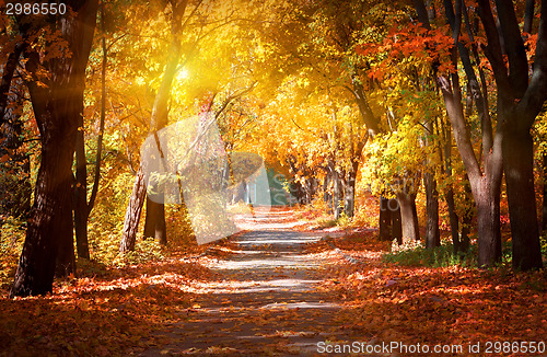 Image of Alley in the autumn park