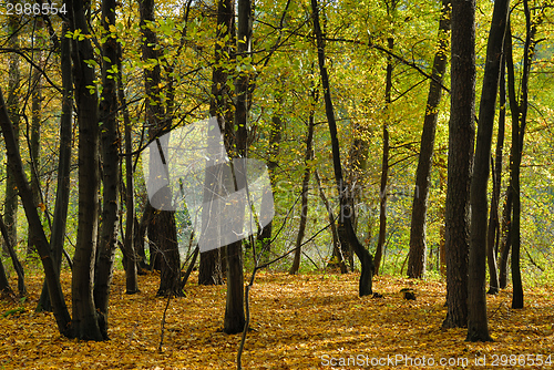 Image of Forest in autumn