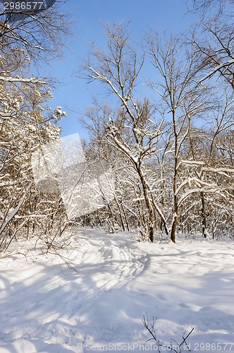 Image of snowy winter forest