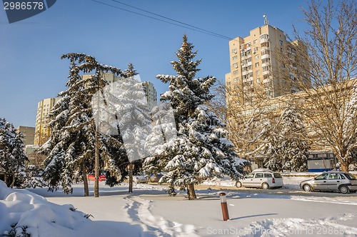 Image of Snow-covered firs trees in city