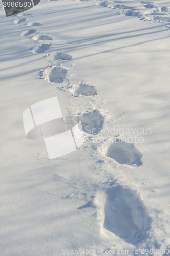 Image of tracks on the snow