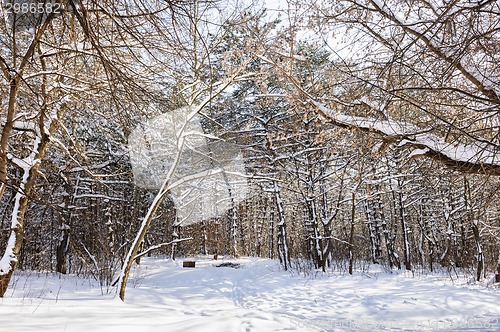 Image of snowy winter forest
