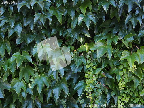 Image of Ivy background