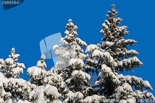 Image of Snow covered fir trees