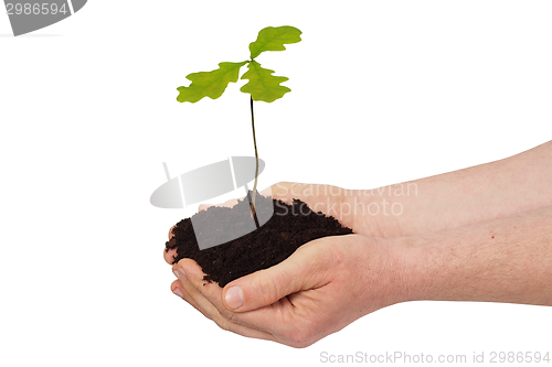 Image of Man with young oak tree