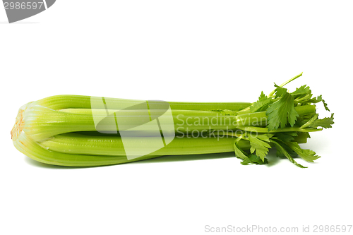 Image of Celery on White