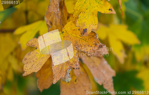 Image of maple leaves in autumn