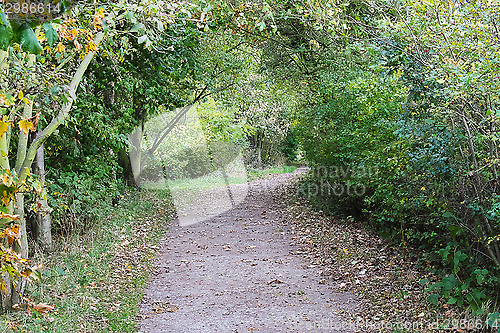 Image of woodland path