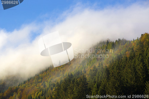 Image of Misty forest in the Bavarian mountains