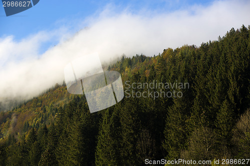 Image of Misty forest in the Bavarian mountains