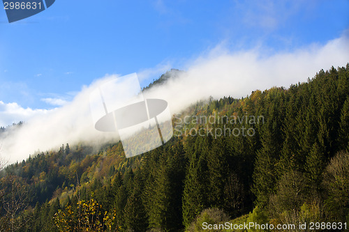 Image of Misty forest in the Bavarian mountains