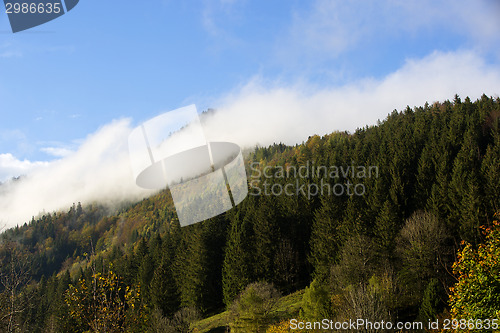 Image of Misty forest in the Bavarian mountains