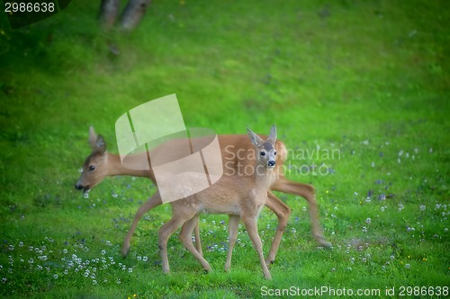 Image of Roe deers in a garden