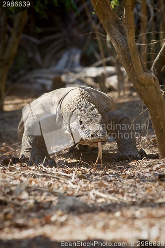 Image of Komodo Dragon