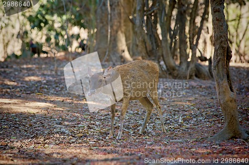 Image of Komodo Deer