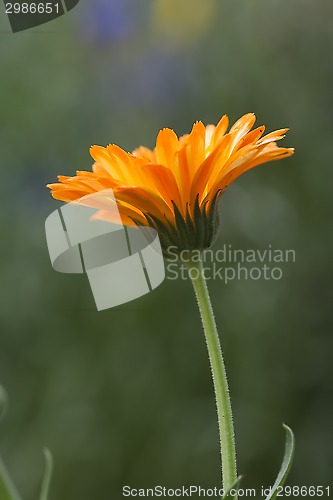 Image of marigold