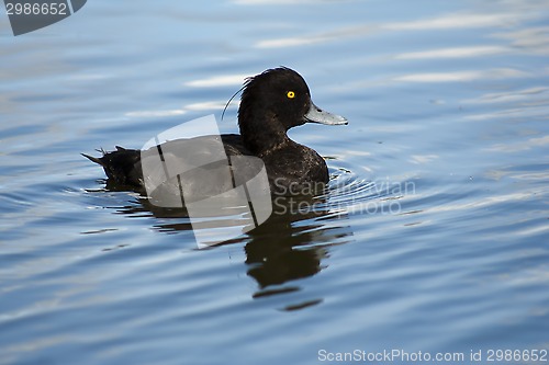 Image of tufted duck