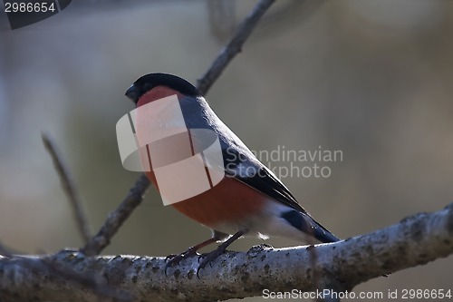 Image of bullfinch