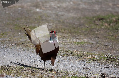 Image of male pheasant