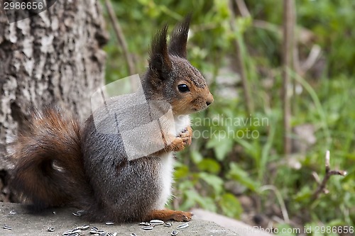 Image of red squirrel