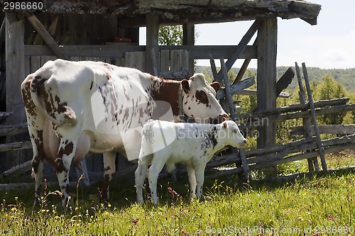 Image of cow and calf