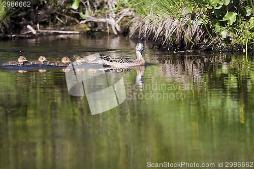 Image of duck mother with ducklings