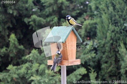 Image of Birds Booths feeding