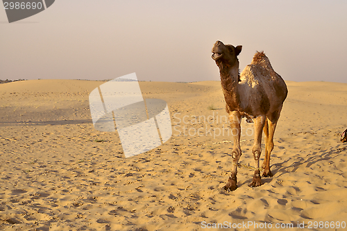 Image of Camel in desert